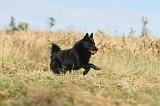 SCHIPPERKE 006